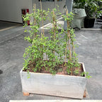 Plant Stakes,12 Inches Natural Garden Bamboo Sticks,BOVITRO 20Pcs Plant Support Stakes for Tomatoes,Beans,Vegetable and Potted Plants