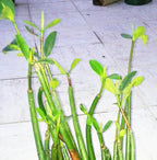 8 Healthy Strong Red Mangrove Seedlings