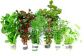 Aquarium Plants Packages [Grower's Choice] by Aquarium Plants Factory