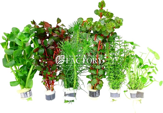 Aquarium Plants Packages [Grower's Choice] by Aquarium Plants Factory
