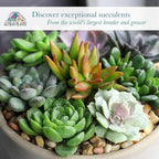 Altman Plants Deluxe Live Succulents (6 Pack), No Duplicates, Assorted Varieties, & Shapes, Easy Plant Care, 2 in Pots