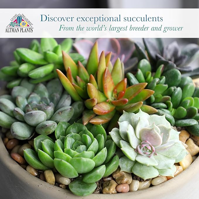 Altman Plants Deluxe Live Succulents (12 Pack), 6 Unique Varieties in Sets of 2, Assorted Colors & Shapes, Easy Plant Care, 2 in Pots