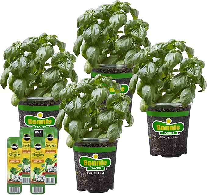 Bonnie Plants Sweet Basil, Live Plants, with Miracle-Gro Pour & Feed Singles Ready-to-Use Plant Food, 4-Pack, Great for Containers, Raised Beds, and In-Ground Gardens, 19.3 oz.