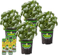 Bonnie Plants Sweet Basil, Live Plants, with Miracle-Gro Pour & Feed Singles Ready-to-Use Plant Food, 4-Pack, Great for Containers, Raised Beds, and In-Ground Gardens, 19.3 oz.