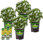Bonnie Plants Sweet Basil, Live Plants, with Miracle-Gro Pour & Feed Singles Ready-to-Use Plant Food, 4-Pack, Great for Containers, Raised Beds, and In-Ground Gardens, 19.3 oz.