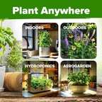 HOME GROWN Medicinal Herb Seeds Vault – 2,000+ Seeds, 6 Non GMO Heirloom Varieties for Indoor & Outdoor Garden – Lavender, Chamomile, Mint, Lemon Balm, Peppermint, Echinacea