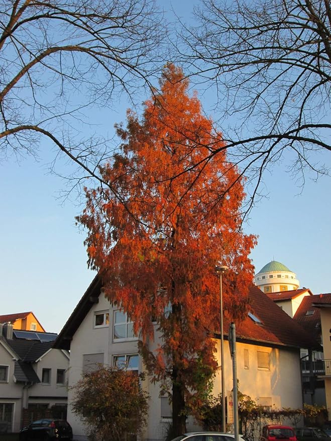 Dawn Redwood | Small Tree Seedling | The Jonsteen Company