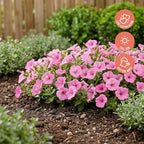 Proven Winners® Petunia Plant - Supertunia Vista Bubblegum - 2 Pack - Annual Flower for Spring & Summer Blooms - 6" Tall x 6" Wide, 1.56 Pt Pot