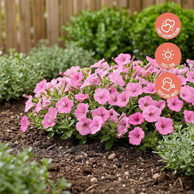 Proven Winners® Petunia Plant - Supertunia Vista Bubblegum - 2 Pack - Annual Flower for Spring & Summer Blooms - 6" Tall x 6" Wide, 1.56 Pt Pot