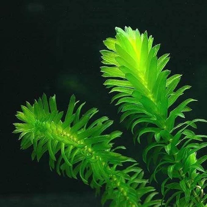Chalily Anacharis Submerged Oxygenator, a Great Live Pond Plant for Your Water Garden. Filters The koi and Goldfish Pond. Good for Underwater Areas! Submerged Oxygenator!