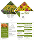 2 Gallon Proven Winners Spirea Double Play Candy Corn Shrub