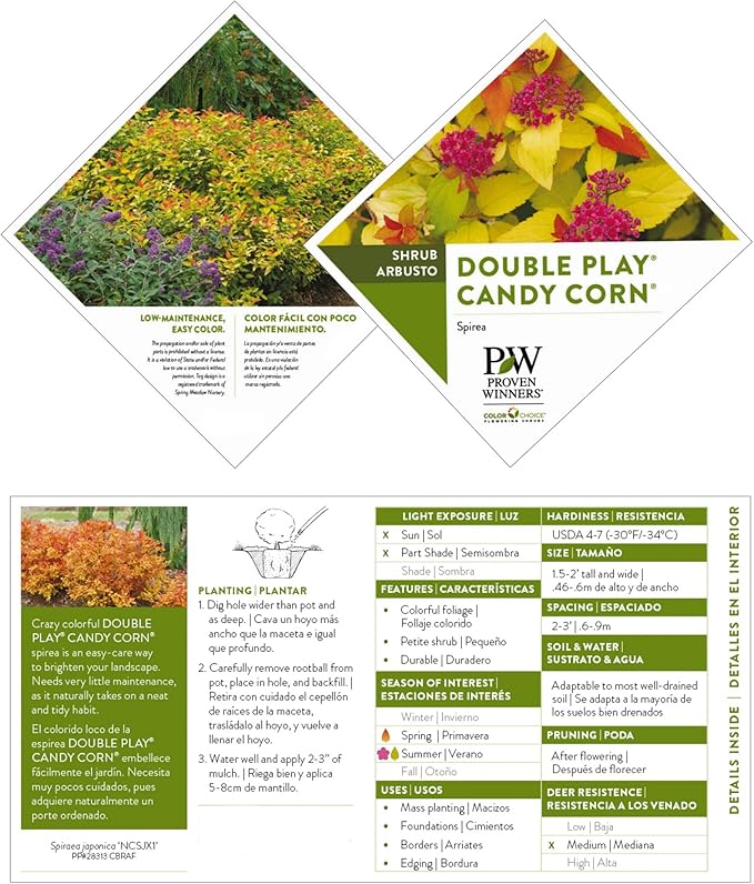 2 Gallon Proven Winners Spirea Double Play Candy Corn Shrub