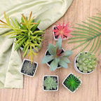 7 Pack Small Fake Plants Artificial Succulent Plants Assorted Mini Faux Succulent Decoration Greenery for Living Room Home Office Shelf