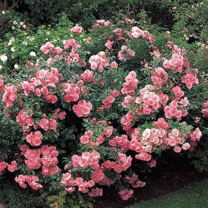 Pink Blossom Climbing Rose Live Plant, Can Grow As Rose Bushes Shrubs, Fragrant Ready to Plant, Starter Size, 5 to 10 Inc Tall, Dormant in Winter