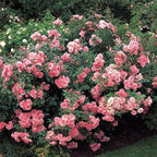 Pink Blossom Climbing Rose Live Plant, Can Grow As Rose Bushes Shrubs, Fragrant Ready to Plant, Starter Size, 5 to 10 Inc Tall, Dormant in Winter