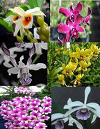4 Live Orchid Plants + HP to Choose (Dendrobiums + Heat Pack)