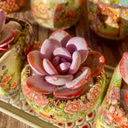 Echeveria Laui Succulent Kit - with Plastic Pot, 1 Head 2" Live Plant, Compressed Soil & Guide, for Garden Indoor Office Desk (1, Echeveria Laui)