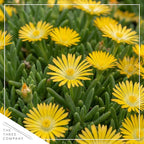 Live Delosperma Ice Plant 2-Pack – Yellow – Drought Tolerant Groundcover Perennial, 6” Tall, 1 Qt Pot