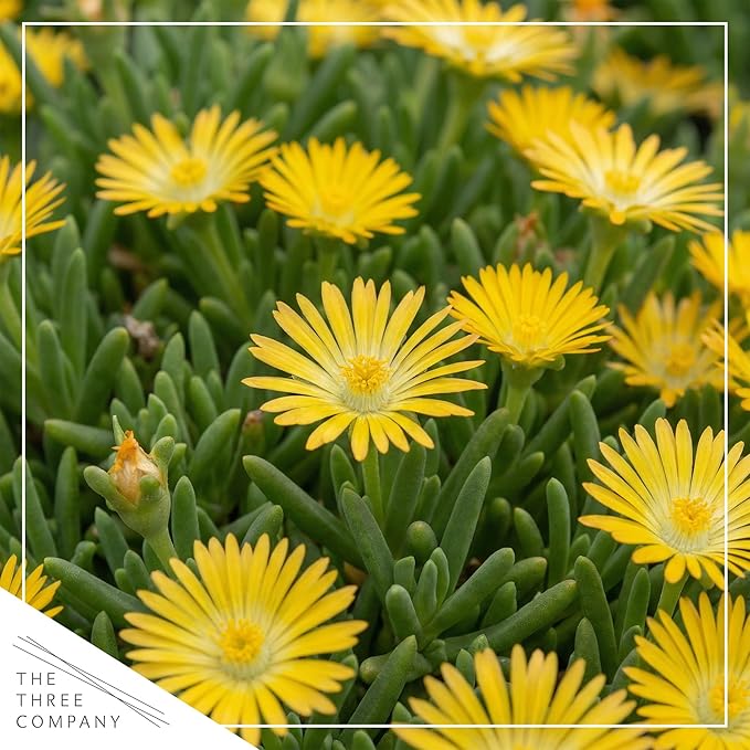 Live Delosperma Ice Plant 2-Pack – Yellow – Drought Tolerant Groundcover Perennial, 6” Tall, 1 Qt Pot