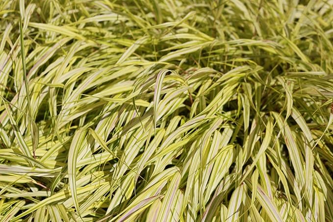RedCrocus Aureola Japanese Forest Grass Hakone Grass- Deciduous, Shade-Tolerant, Low Maintenance, Container Friendly, Deer Resistant, Pet Safe, Garden, Landscape 1 Gallon