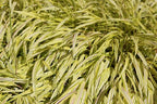 RedCrocus Aureola Japanese Forest Grass Hakone Grass- Deciduous, Shade-Tolerant, Low Maintenance, Container Friendly, Deer Resistant, Pet Safe, Garden, Landscape 1 Gallon