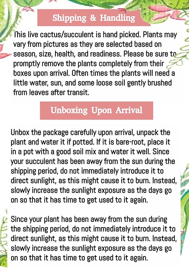 4" Rat Tail Cactus Rare Live Cactus Succulent Fully Rooted-Aporocactus Flagelliformis Live Plant. Easy to Grown Indoor/Outdoor.