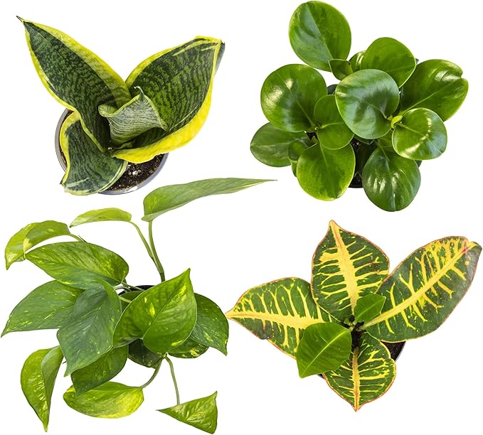 Easy to Grow Houseplants (12 Pack) Live House Plants in Plant Containers, Growers Choice Plant Set & Essential Houseplant Collection (4PK) Live Plants Indoor Plants Live Houseplants in Plant Pots