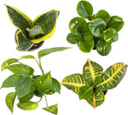 Easy to Grow Houseplants (12 Pack) Live House Plants in Plant Containers, Growers Choice Plant Set & Essential Houseplant Collection (4PK) Live Plants Indoor Plants Live Houseplants in Plant Pots