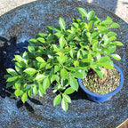 Brussel's Bonsai - Live Golden Gate Ficus Bonsai Tree in Ceramic Bonsai Pot, Indoor Bonsai Plant, 4 Inches Tall, Easy Care Houseplant for Home or Office (Small, Green)