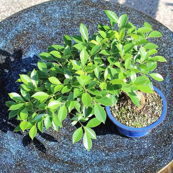 Brussel's Bonsai - Live Golden Gate Ficus Bonsai Tree in Ceramic Bonsai Pot, Indoor Bonsai Plant, 4 Inches Tall, Easy Care Houseplant for Home or Office (Small, Green)