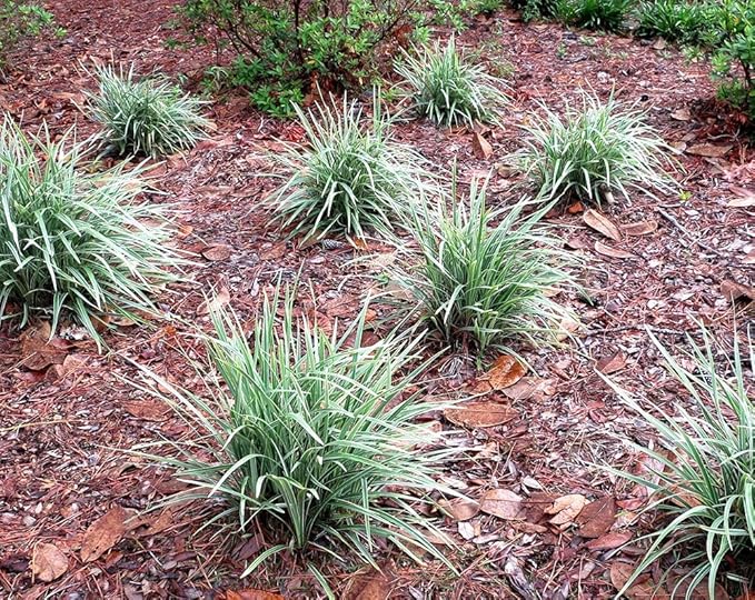 Aztec Grass - Size: 1 Gallon, Live Plant, Includes Special Blend Fertilizer & Planting Guide