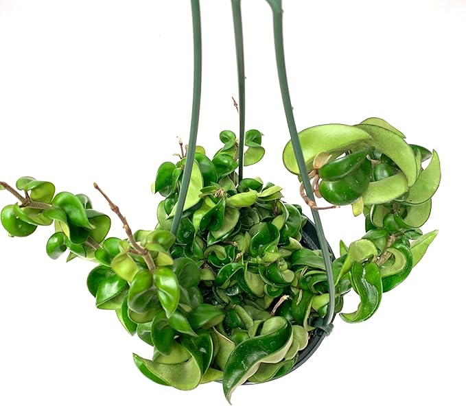 6" Hoya Compacta aka Hoya Hindu Rope in Hanging Pot Live Hoya Plant Air-Purifying Plant(Hoya Compacta, 6" Hanging Pot with Multiple Plants, Very Short Right Now)