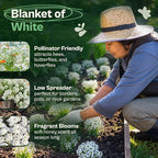 SVI 3000 Carpet of Snow Sweet Alyssum Seeds (Lobularia maritima) – White Sweet Alyssum Seed Packets Bulk – Ground Cover Seed Pack, Flower Seeds for Outside, Containers, Flower Beds