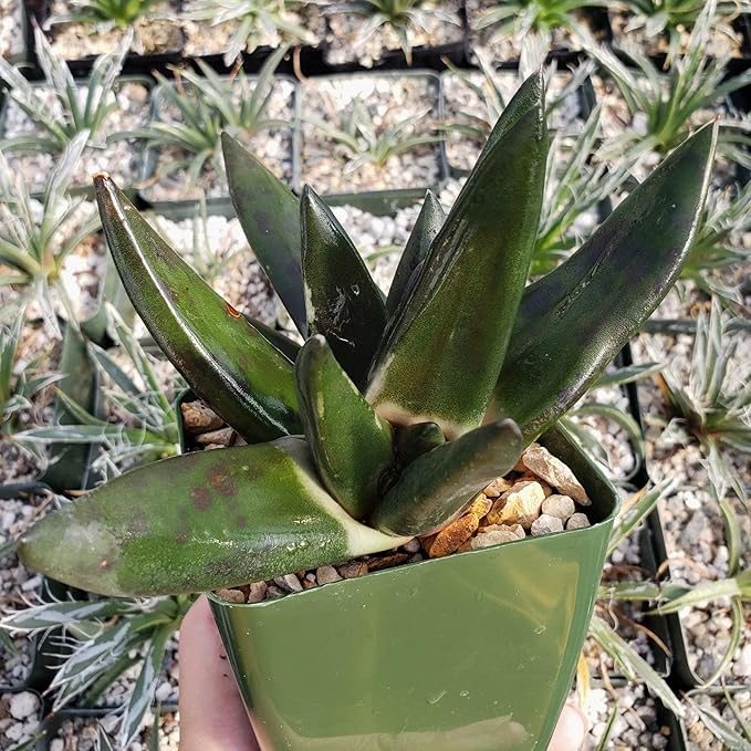 Gasteria nigricans monstrose Cacti Cactus Succulent Real Live Plant