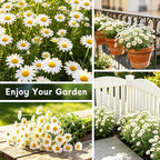 LUOJIBIE German Chamomile Seeds, 60,000+ Chamomile Flower Seeds Bulk for Planting Outdoor Indoor Garden, Heirloom & Non-GMO Matricaria Chamomilla/Recutita Herb Seeds, Easy to Grow