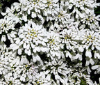 RedCrocus White Out Candytuft Iberis sempervirens- Evergreen Ground Cover, White Flower Clusters, Attracts Pollinators, Container & Garden Use, Pet Safe 2 Gallon