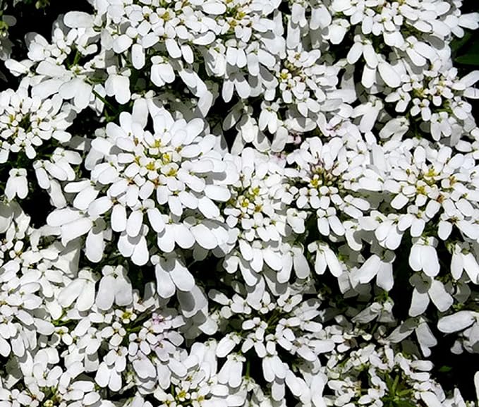 RedCrocus White Out Candytuft Iberis sempervirens- Evergreen Ground Cover, White Flower Clusters, Attracts Pollinators, Container & Garden Use, Pet Safe 2 Gallon