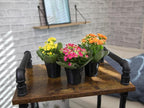 Kalanchoe Flower Plants 3PK, Desk Plant Decor, Live Succulent Gifts for Plant Lovers Gift Ideas, Kalanchoe Plants Live Houseplants Live Indoor, Live Succulents Plants Live Flowers by Plants for Pets