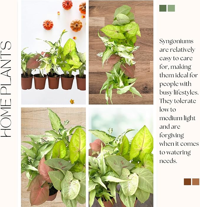 Syngonium Live Plant Assorted Starter Pack in 2" Pot - Easy to Grow Air Purifying Indoor House Plants Flowers for Home Office Wedding Decor & Birthday Gift (3) (Heat Pack Included)