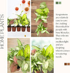Syngonium Live Plant Assorted Starter Pack in 2" Pot - Easy to Grow Air Purifying Indoor House Plants Flowers for Home Office Wedding Decor & Birthday Gift (5) (Heat Pack Included)