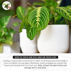 California Tropicals Lemon Lime Prayer Plant - Maranta - Rare Variety Live House Plant - Tropical Decor - Unique Real Plants Interior Garden Outdoors Supplies - Small Pot - 4 Inch Potting Decor