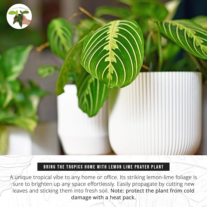 California Tropicals Lemon Lime Prayer Plant - Maranta - Rare Variety Live House Plant - Tropical Decor - Unique Real Plants Interior Garden Outdoors Supplies - Small Pot - 4 Inch Potting Decor