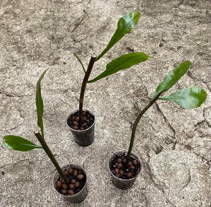 Epiphyllum 'Queen of the Night' Variety Rooted Cutting