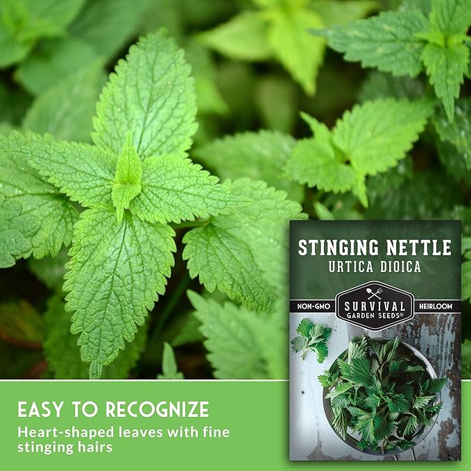 Stinging Nettle Seeds for Planting - Urtica Dioica Medicinal Herb & Edible Perennial - Common Nettle for Tea, Cooking & Wellness - Heirloom Non-GMO - Survival Garden Seeds (3 Packs)