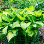Hosta Seeds for Planting, 290+pcs Perennial Rare Hosta Flower Seeds, Non-GMO Heirloom Long Blooming Plants Shaded Entry Pathway Flowers Beauty Home Garden for Outdoors