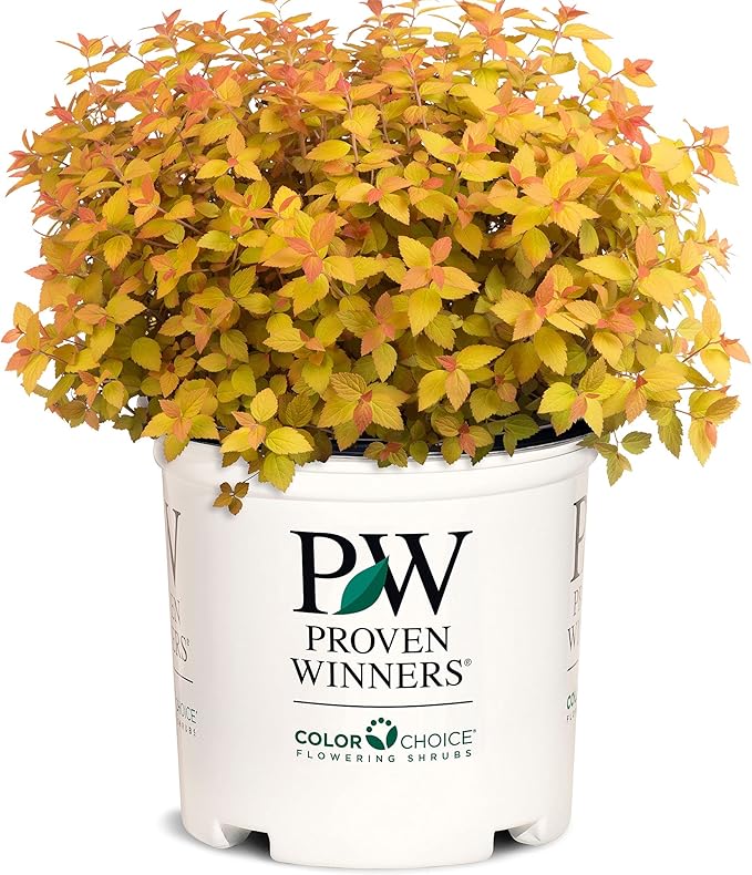 2 Gallon Proven Winners Spirea Double Play Candy Corn Shrub