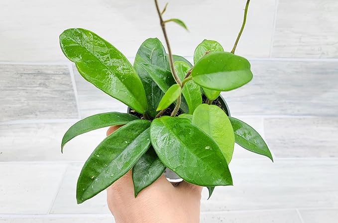 Hoya Carnosa Live in 4 inch Nursery Plant Pot Live Rare Exotic Tropical Indoor House Plants Easy to Grow Housewarming Gift Decoration Gift for Home or Office by 3exoticgreen