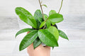 Hoya Carnosa Live in 4 inch Nursery Plant Pot Live Rare Exotic Tropical Indoor House Plants Easy to Grow Housewarming Gift Decoration Gift for Home or Office by 3exoticgreen