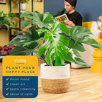 Costa Farms Monstera, Swiss Cheese Live Plant in Decorative Pot, Large Indoor Houseplant, Perfect for Home, Room, or Office Decor, Great House Warming or Birthday Gift, 2-3 Feet Tall