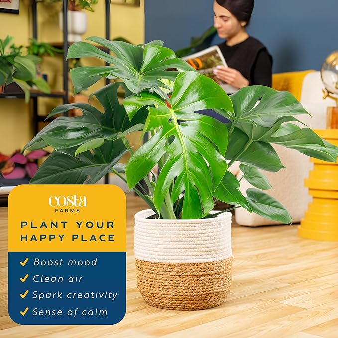 Costa Farms Monstera, Swiss Cheese Live Plant in Plastic Pot, Large Indoor Houseplant, Perfect for Home, Room, or Office Decor, House Warming or Birthday Gift, 2-3 Feet Tall